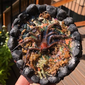 Resin Piece - Preserved Huntsman Spider