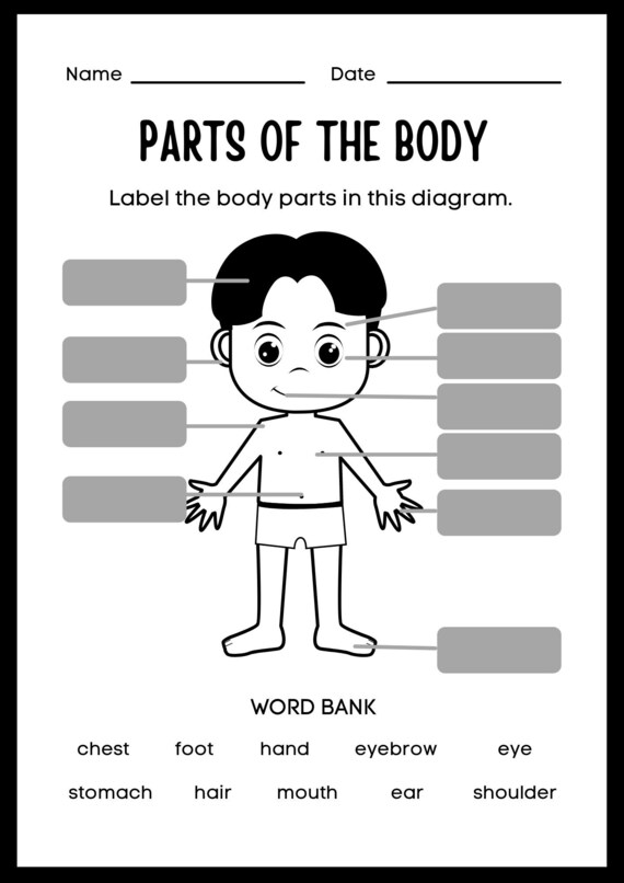 Parts Of The Body Kindergarten Worksheet