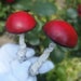 see more listings in the MUSHROOMS section