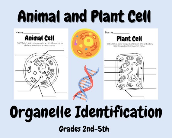 Animal and Plant Cell Identification Coloring and Labeling - Etsy UK Animal and Plant Cell Identification Coloring and Labeling - Etsy UK