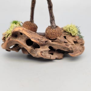 May include: A decorative wooden sculpture featuring a weathered, textured base with natural holes and knots. Two small, round, textured objects are attached to the base, with thin, brown stems. Green and yellow moss accents add a touch of color.