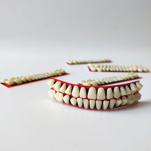 Acrylic Resin Teeth  Denture False Teeth 28 Tooth Realistic Tooth Set Dental Posterior Teeth Creative Handmade Craft Supplies Dentures Props