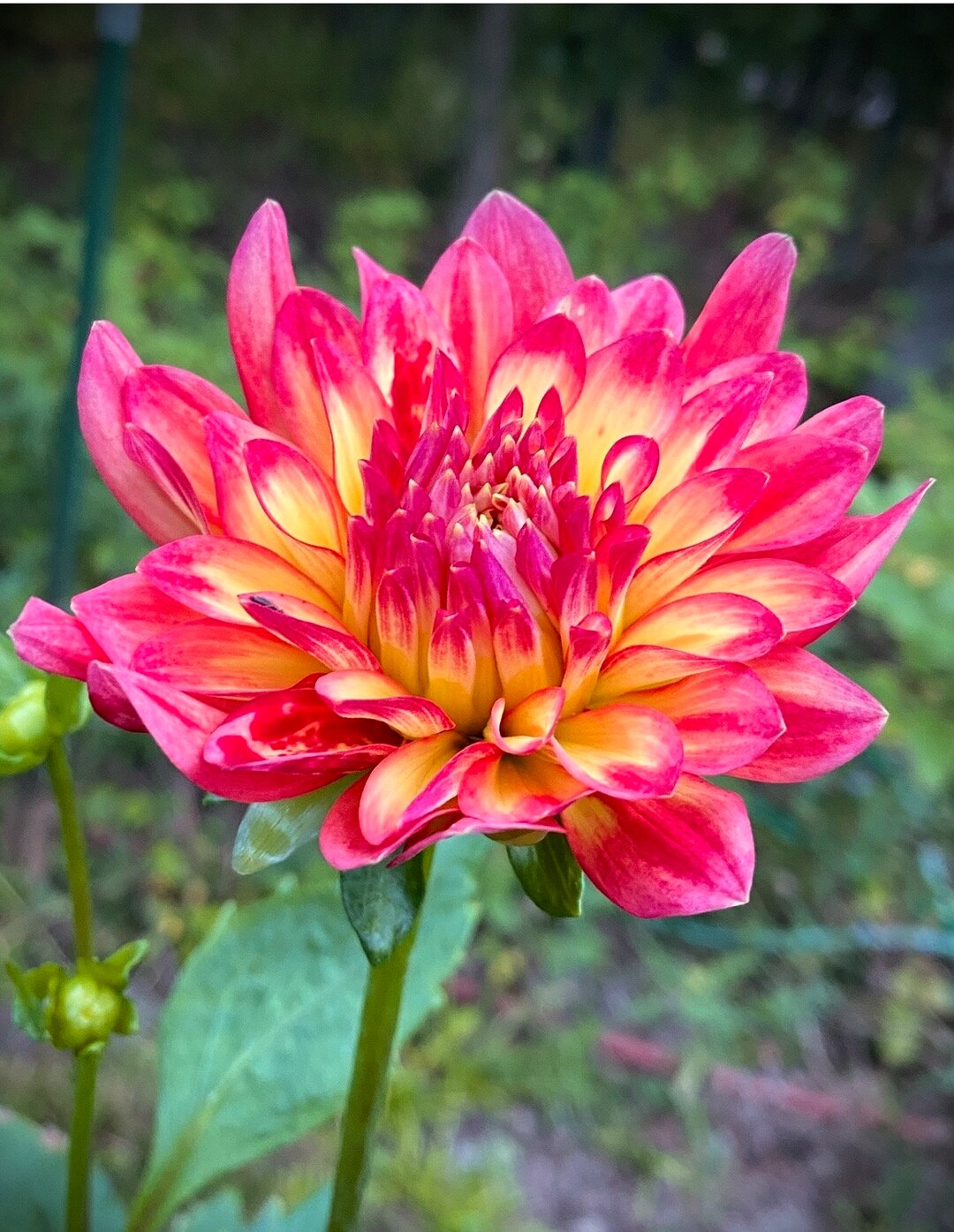 Dahlia Tuber Dragonberry - Etsy