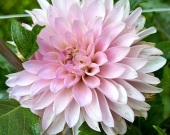 CT Dolce - FREE with purchase of mystery tuber