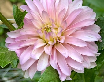 CT Dolce - FREE with purchase of mystery tuber (Limit 1 set)