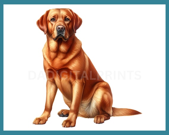 Red Labradore Vector Fox Red Labrador Clipart