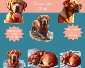 Roter Labrador Fuchs Clipart Bundle: Hunde Bilder (PNG & JPEG, Kommerzielle Nutzung)