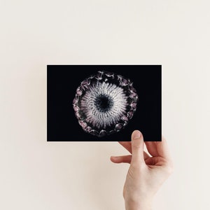 Postkarte Protea/Auge | Fotopostkarte Blumenfotografie | Geburtstagskarte | Grußkarte | Postkarte Naturmotiv | Geschenkkarte | Wanddeko