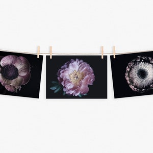 Conjunto de valor de flores de cartões postais | Fotografia de flores em cartão postal fotográfico | Cartão de aniversário | Cartão de felicitações | Cartão postal com motivo da natureza | Cartão presente | Decoração de parede