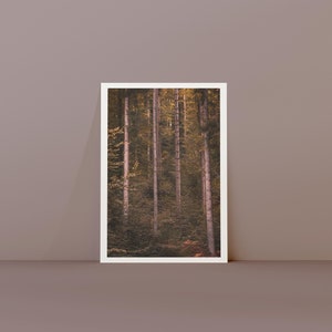 Postkarte Bäume im Herbst | Fotopostkarte Naturfotografie | Geburtstagskarte | Grußkarte | Postkarte Naturmotiv | Geschenkkarte | Wanddeko