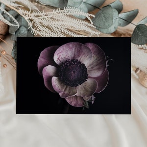Postkarte Anemone | Fotopostkarte Blumenfotografie | Geburtstagskarte | Grußkarte | Postkarte Naturmotiv | Geschenkkarte | Wanddeko