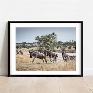 Puede incluir: Una impresión enmarcada que muestra una manada de ñus corriendo por una llanura herbosa. Los animales son grises y marrones, con un árbol y una masa de agua en el fondo. El cielo es azul.