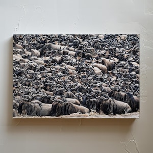 Puede incluir: Impresión en lienzo que presenta una gran manada de ñus. Los animales están densamente agrupados, con sus cuernos y cuerpos oscuros creando un patrón texturizado. La imagen captura a los ñus en un río, creando una sensación de movimiento.