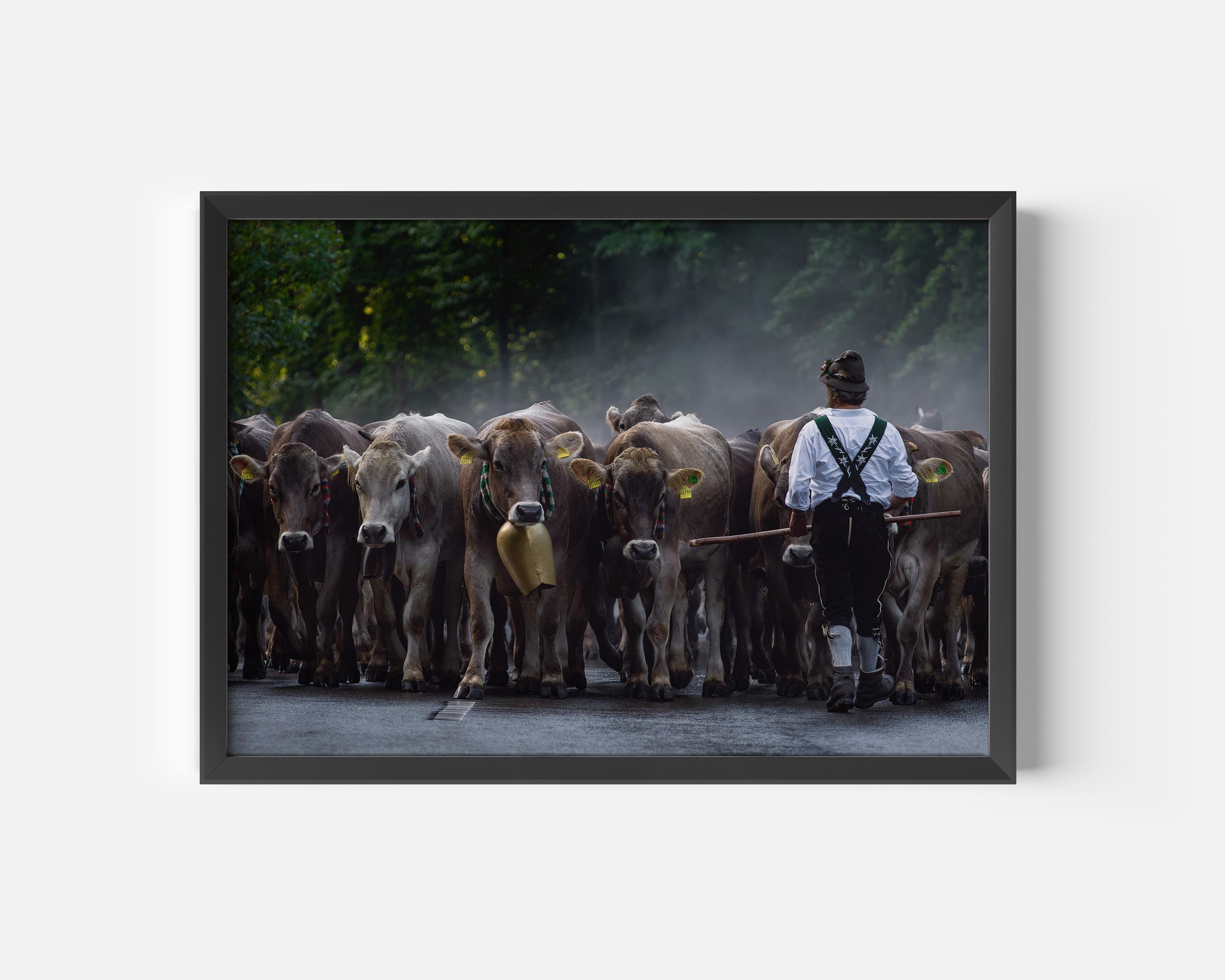 Almabtrieb in Allgäu wall picture | framed art print | animal photography | landscape photography | Allgäu photography | wall decoration | wall art