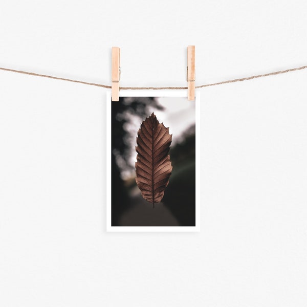 Postkarte Schwebendes Blatt | Fotopostkarte Naturfoto | Geburtstagskarte | Grußkarte | Postkarte Naturmotiv | Geschenkkarte | Wanddeko