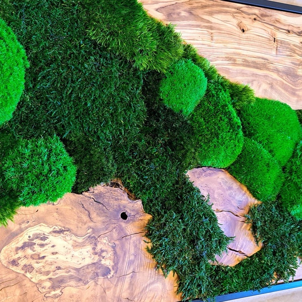 Moss picture Symbiosis made to order Ball moss Olive wood aluminum frame Wall art Moss landscape