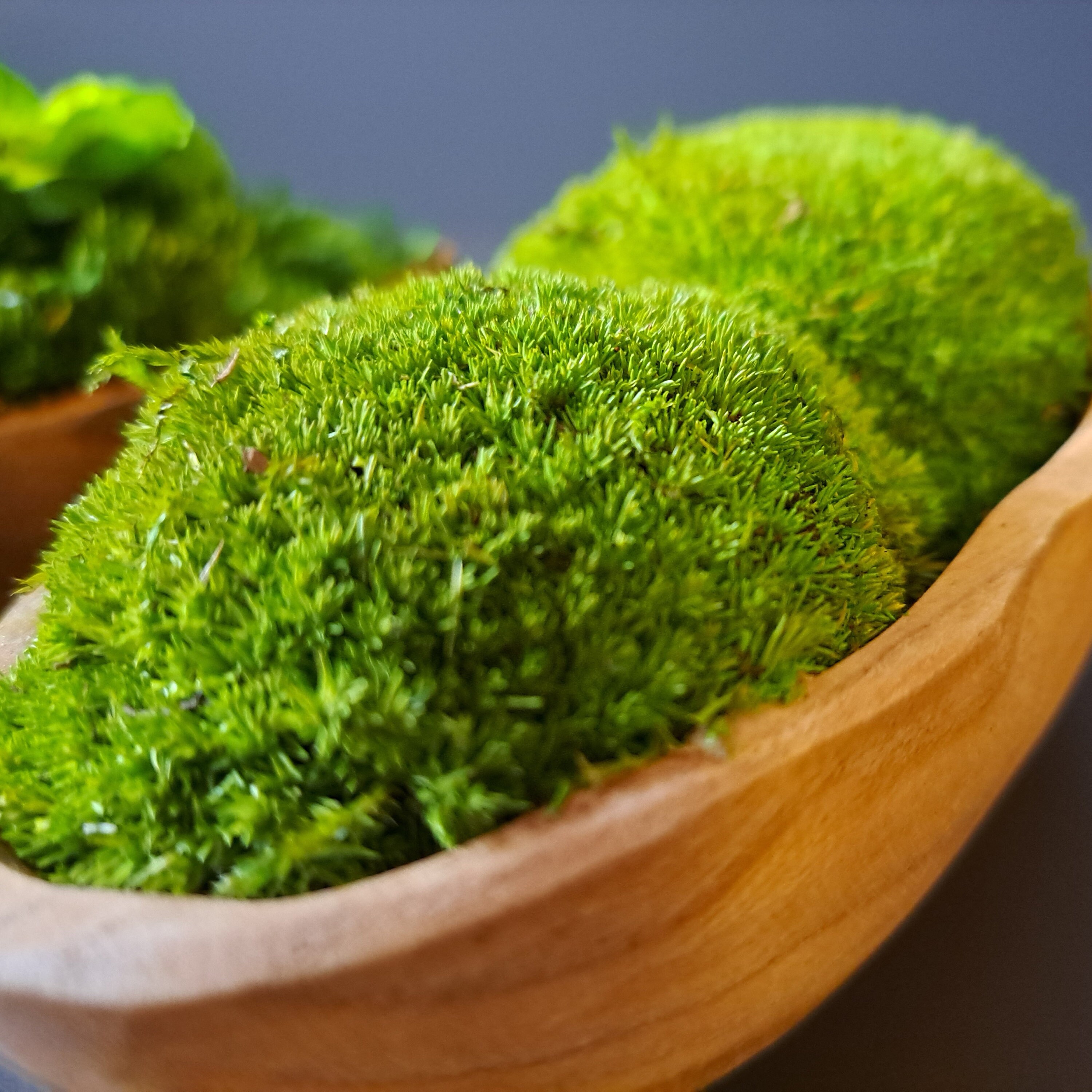 CENTER Moosschale I rueberg I Moosbilder und Mooskunst