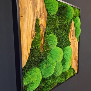 Moss picture symbiosis ball moss olive wood high-quality aluminum frame wall art moss landscape