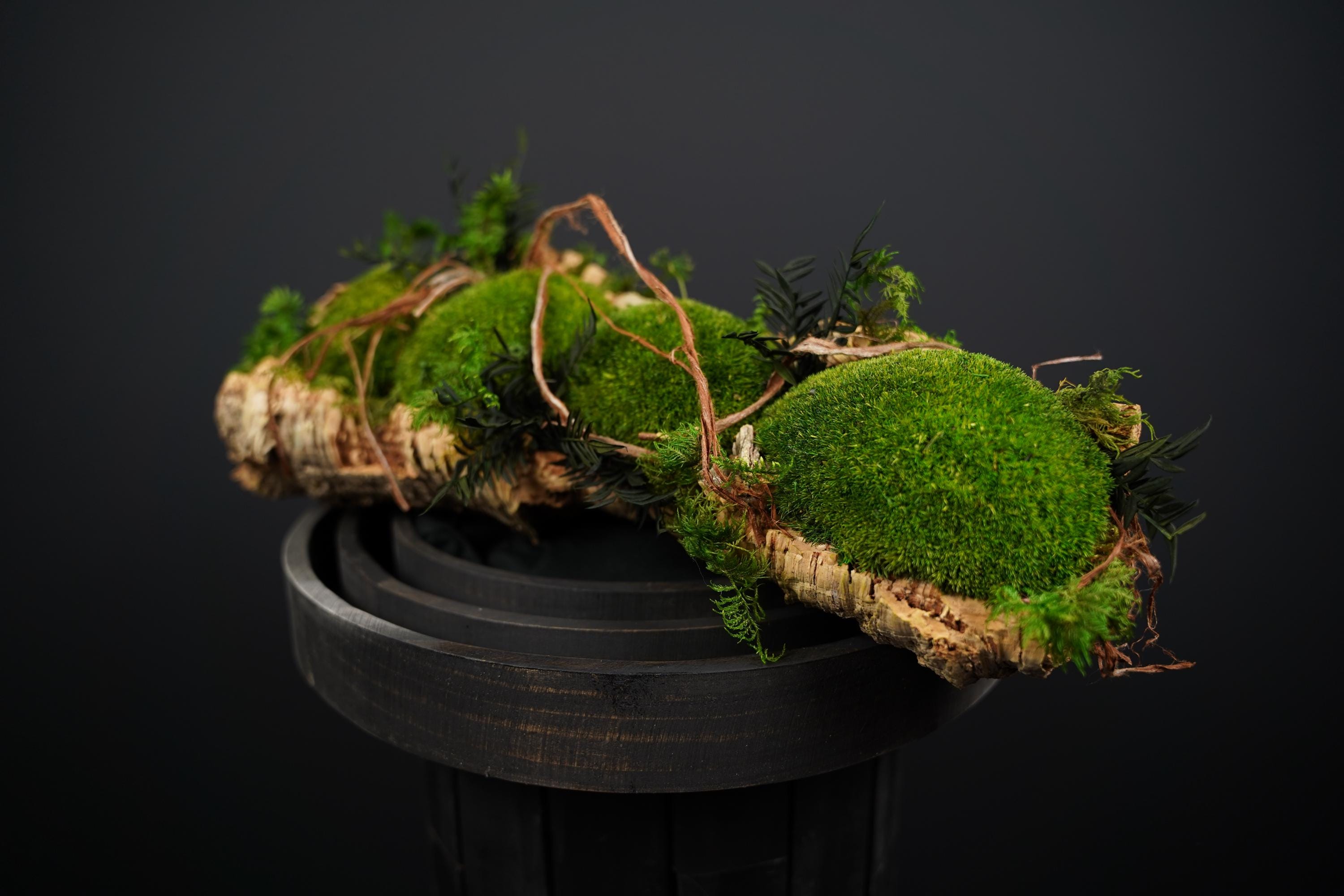 Farn terrarium - Etsy.de