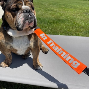 Pode incluir: Um bulldogue com uma coleira azul está sentado em uma cama de cachorro cinza com uma guia laranja que diz "Em treinamento" em letras prateadas.