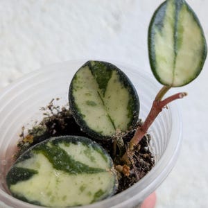 Hoya Mathilde variegata