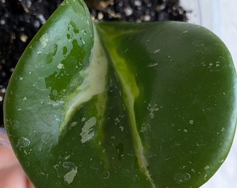 Hoya Obovata variegata