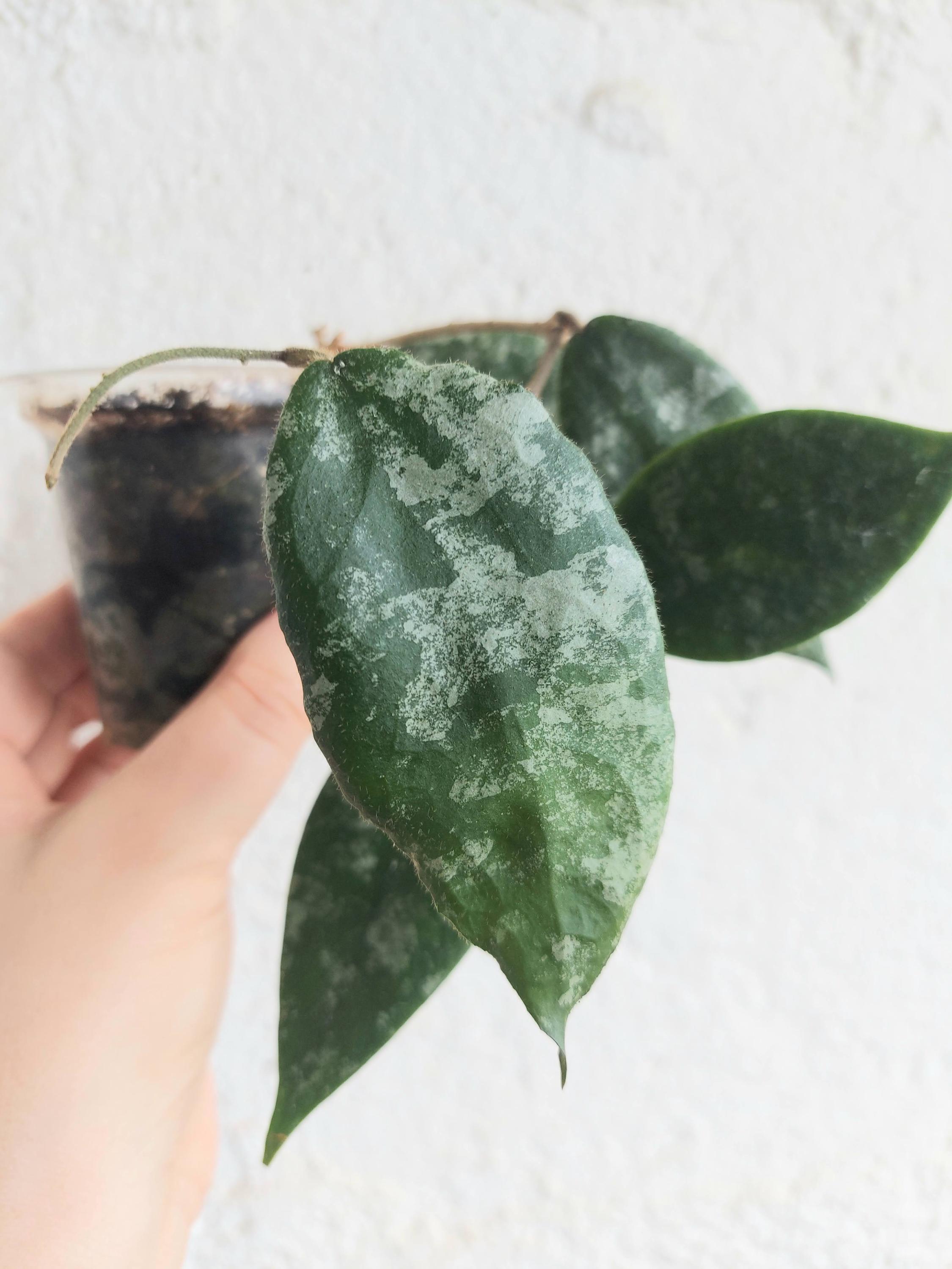 ホヤ　マダラ　 angel ホヤ：カルノーサバリエガータ マダラスノーエンジェル2.5号23-02 の