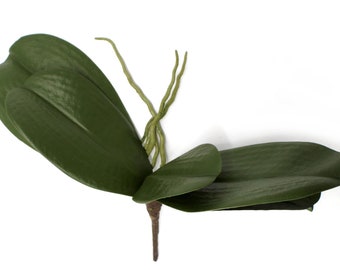 Orchideen-Zweig mit 5 Blättern und Luftwurzel
