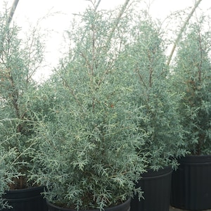 Carolina Sapphire Cypress Canada