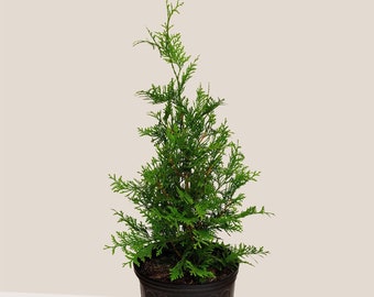 Thuja Green Giant Arborvitae - #3 Gallon