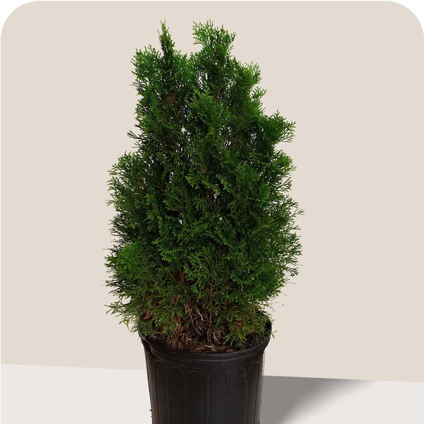 Emerald Green Arborvitae Etsy