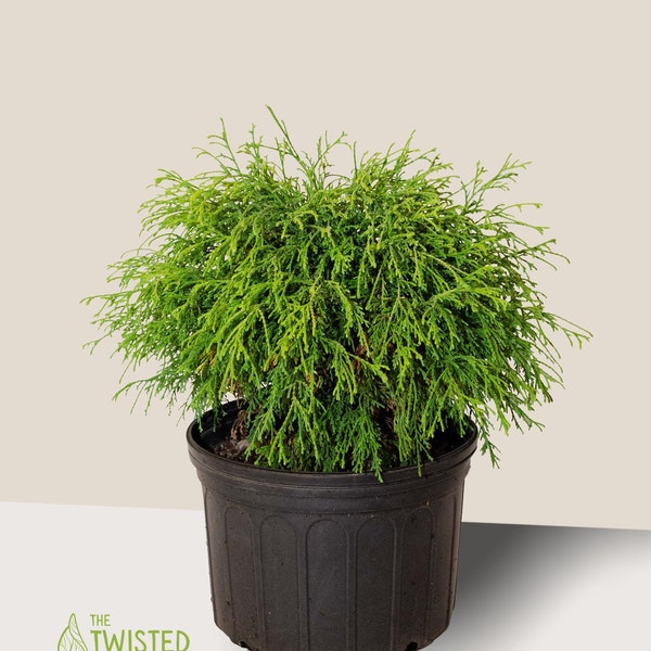 Golden Mop Threadleaf False Cypress - #3 Gallon