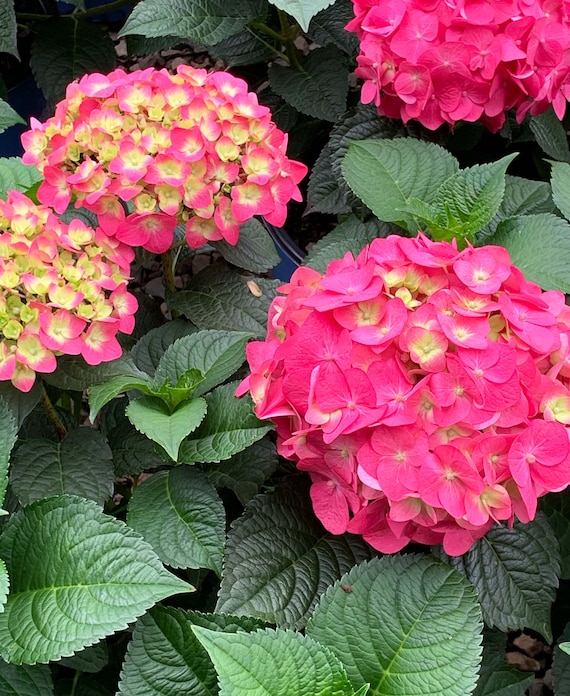 Endless Summer® Summer Crush® Hydrangea - #3 Gallon - Etsy