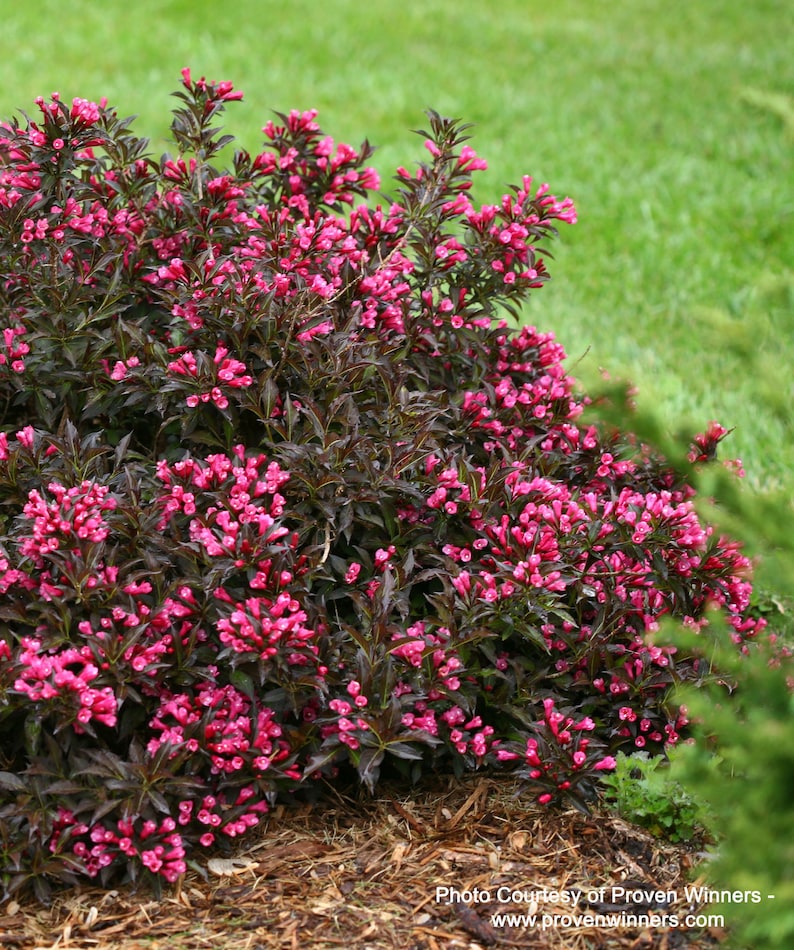 Spilled Wine® Weigela 3 Gallon - Etsy