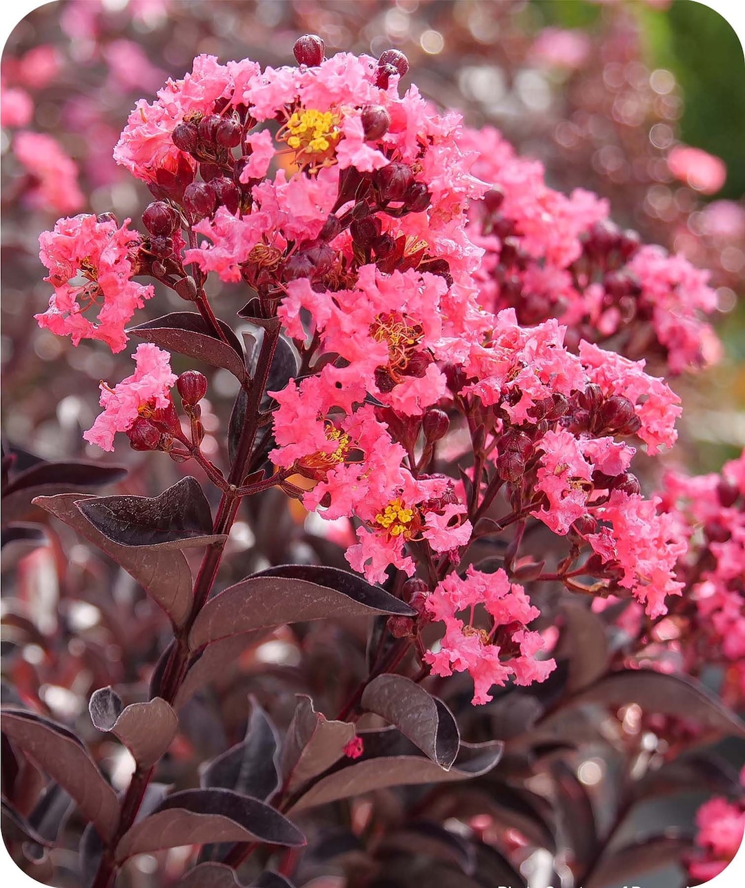 Center Stage® Coral Crape Myrtle 3 Gallon Etsy