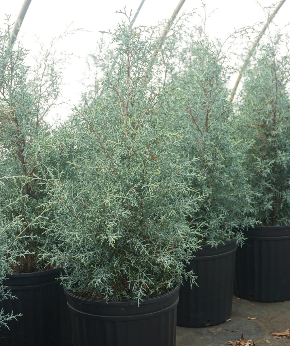 Carolina Sapphire Cypress Finland