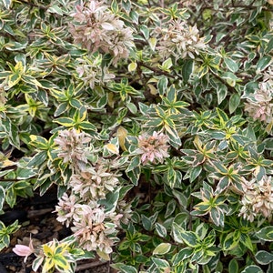 Radiance Abelia 3 Gallon image 2