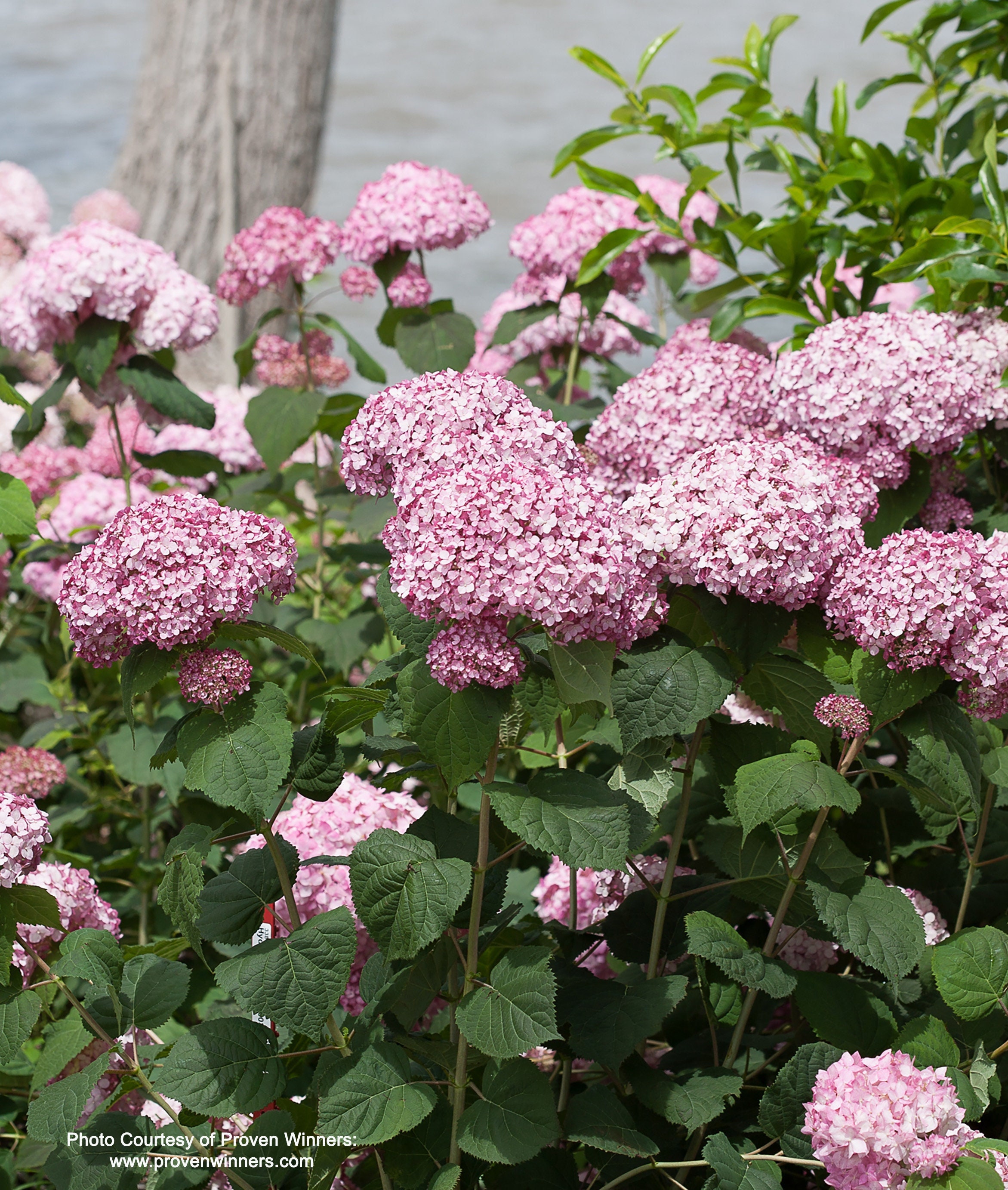Incrediball blush hydrangea discount