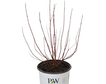 Arctic Fire® Red Red-Osier Dogwood - #3 Gallon