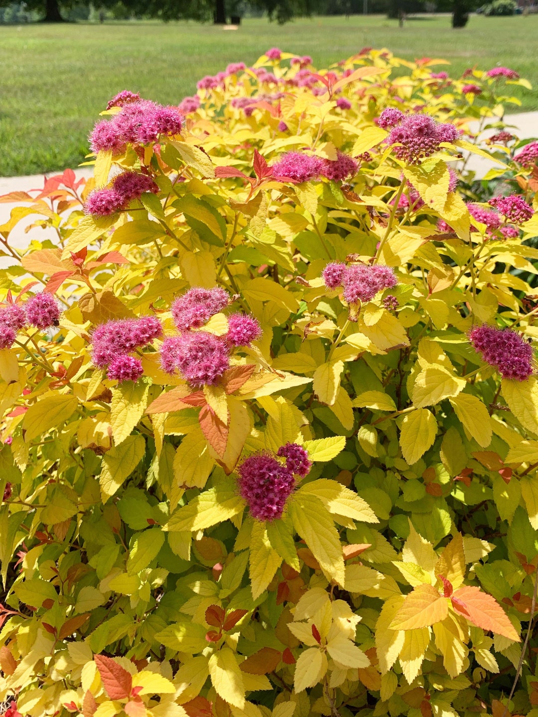Double Play® Candy Corn® Spirea 3 Gallon Etsy
