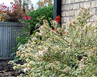 Radiance Abelia - #3 Gallon