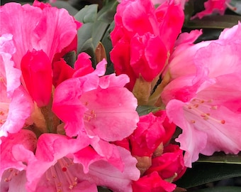 Mardi Gras Rhododendron #3 Gallon