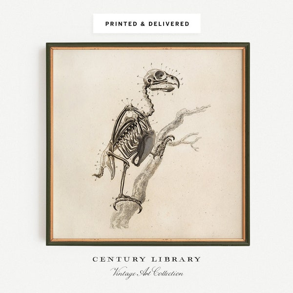 VINTAGE Bird Skeleton Print, Antique Dark Academia Home Decor, Witchy Aesthetic, Great Gift for Veterinarian or Bird Lover | Century Prints