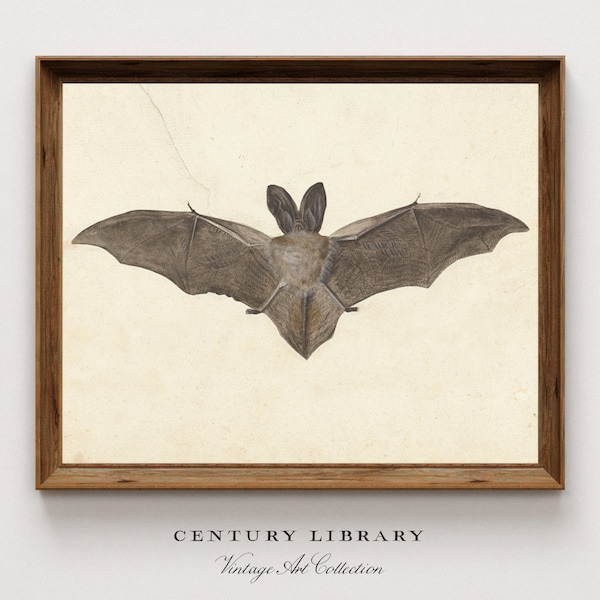 Vintage Bat Print, DOWNLOADABLE Neutral Tone Gothic Wall Art,  Dark Academia Halloween Printable Home Decor | Century Prints