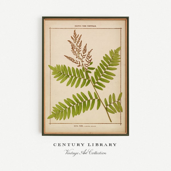 Vintage Wall Art Print of a Stunning Fern Species / Downloadable Botanical Poster | Century Prints