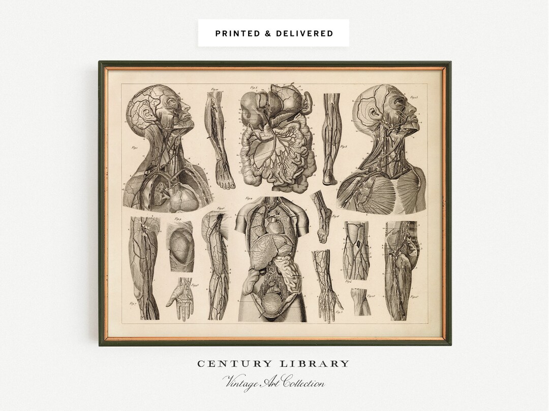 Vintage Anatomy Wall Art Print, Science Art, Medical Home Decor, Doctor ...