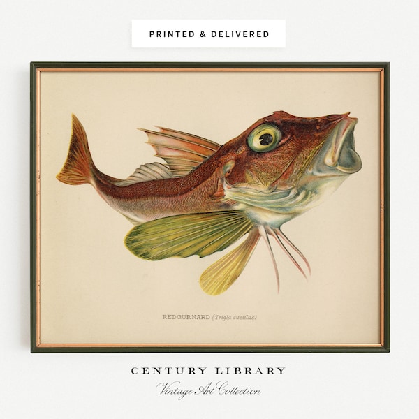 VINTAGE Fish Wall Art of Red Gurnard, Great Fishing Gift, Fishing Artwork Print | Century Prints