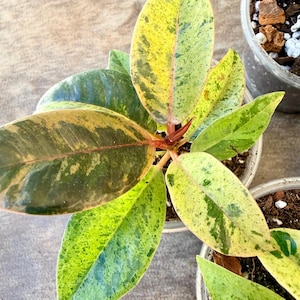 May include: A set of three ceramic nesting bowls in graduating sizes. The bowls feature a speckled, matte finish in shades of cream, light brown, and dark brown. The largest bowl is approximately 8 inches in diameter.