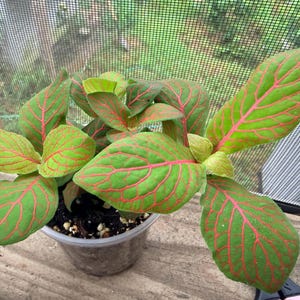 May include: A Fittonia plant with vibrant green leaves featuring a distinct network of bright pink veins. The plant is potted in a clear plastic container filled with dark potting soil, showcasing its lush foliage and intricate leaf patterns.