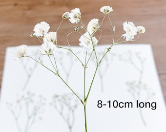 Geperste bloemen Witte gipskruid Gypsophila | Verpakking van 20 stuks | Natuurlijk wit | Lakzegelbloem | Uitnodigingsdecor | Voor harssieraden